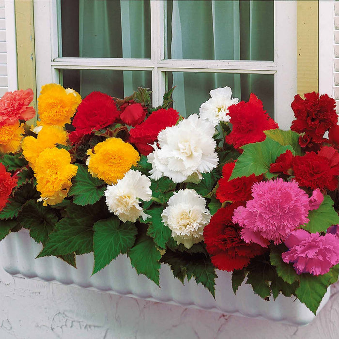 Bulbes 25 Bégonias à grandes fleurs en mélange Begonia fimbriata — free download