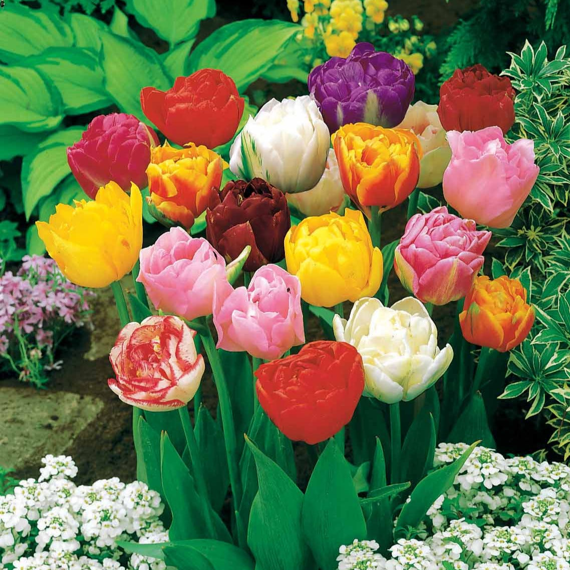 20 Tulipes à fleurs de pivoine en mélange - Tulipa - Bulbes à fleurs