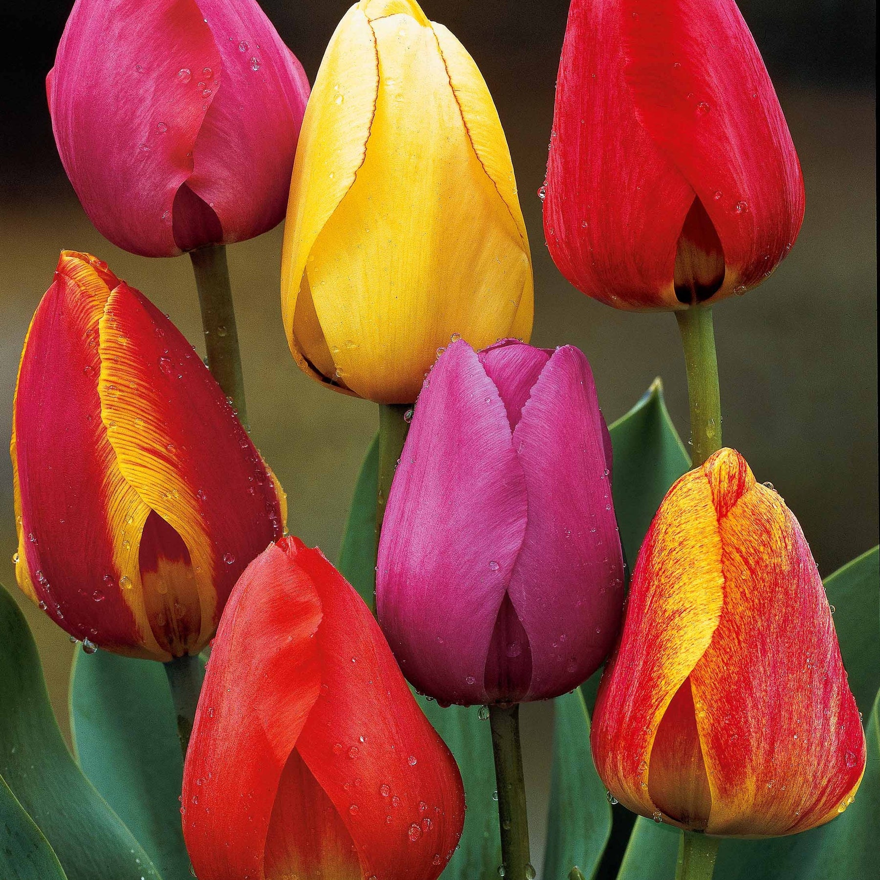 40 Tulipes Darwin en mélange - Tulipa x darwin - Plantes