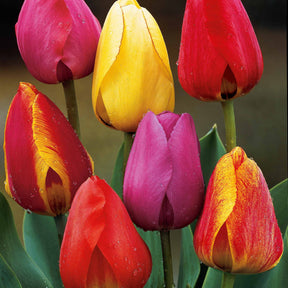 40 Tulipes Darwin en mélange - Tulipa x darwin - Plantes