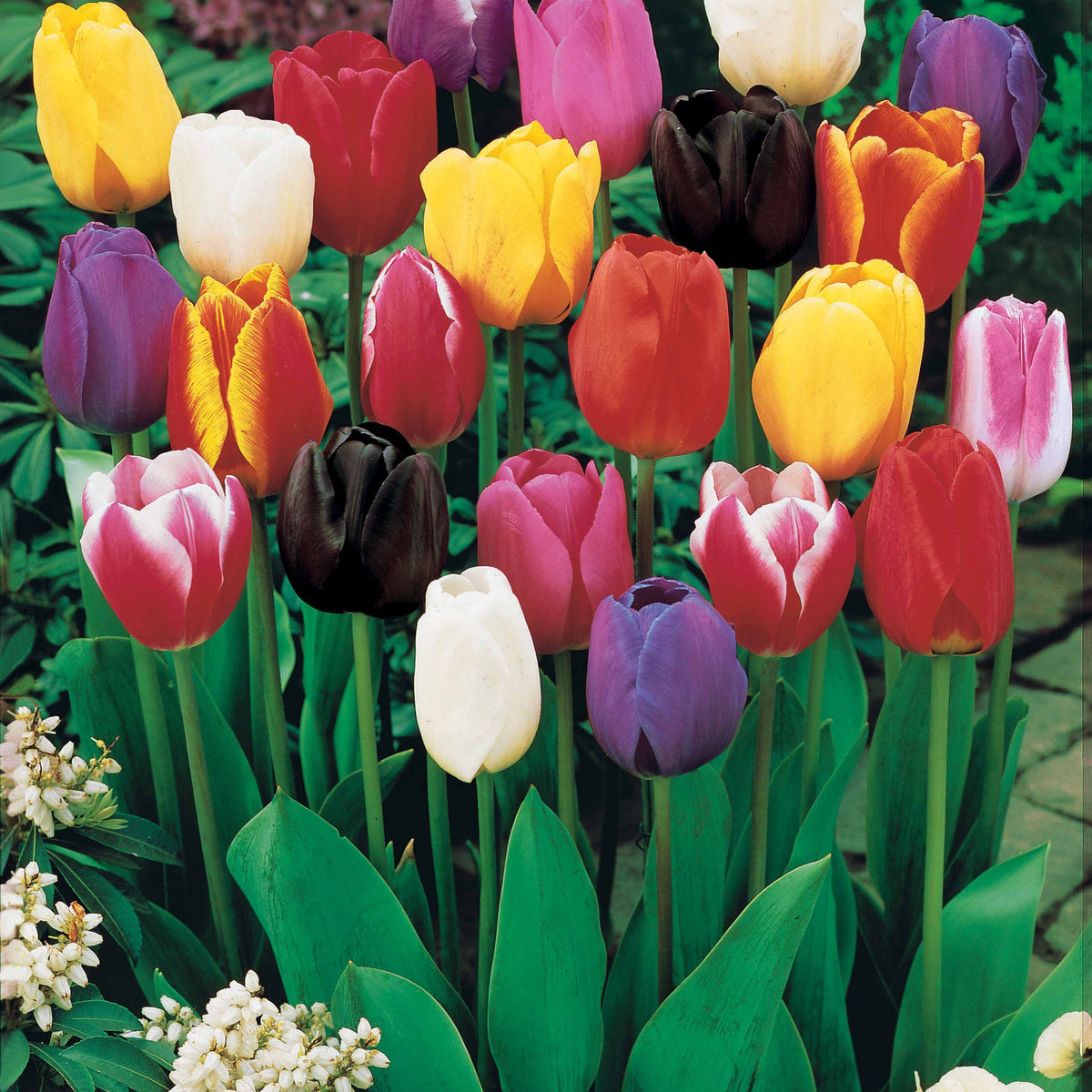 Tulipes à longues tiges en mélange - Tulipa - Plantes