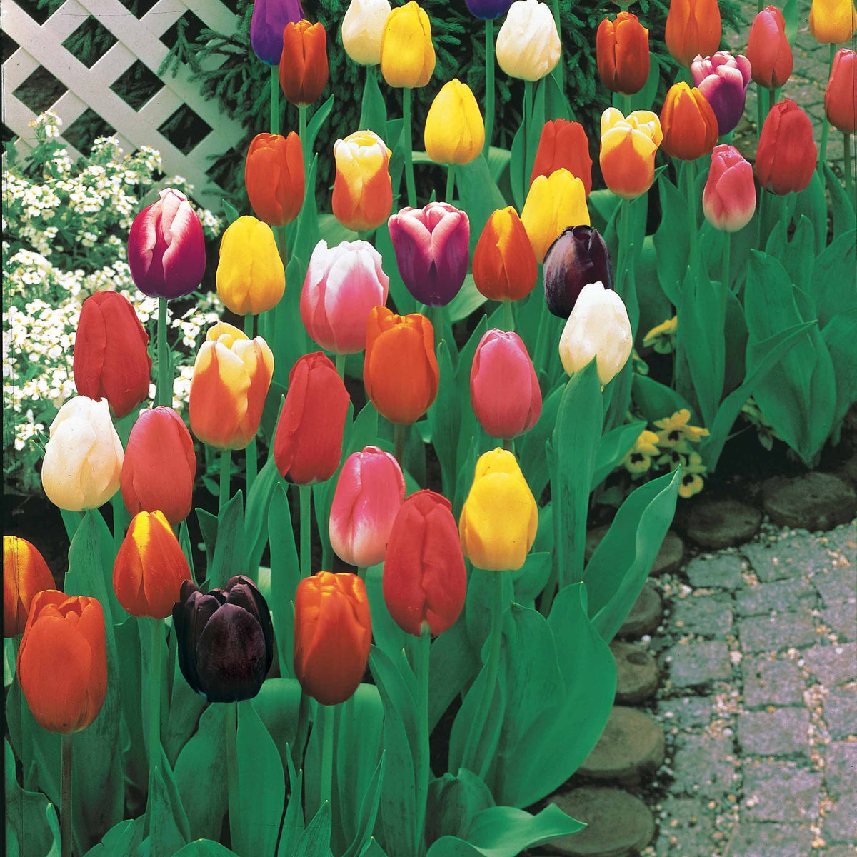 Tulipes à longues tiges en mélange - Tulipa - Bulbes à fleurs