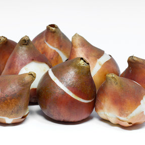 Tulipe - Tulipes à longues tiges en mélange - Tulipa