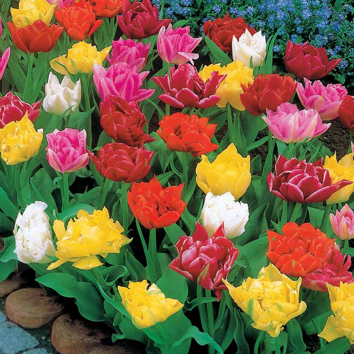 80 Tulipes doubles Murillo en mélange - Tulipa  murillo - Plantes