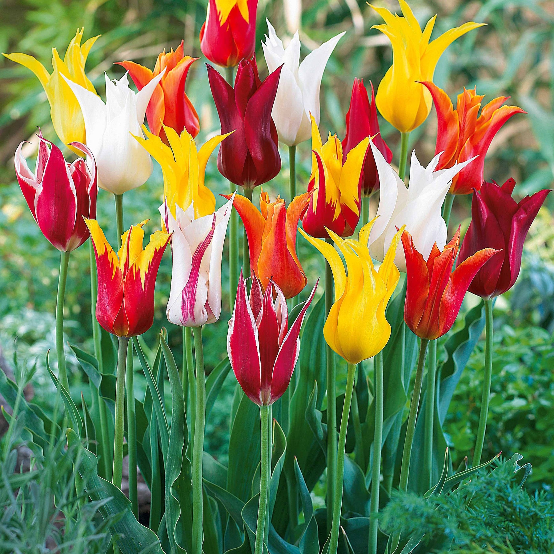 25 Tulipes à fleurs de lis en mélange - Tulipa - Plantes