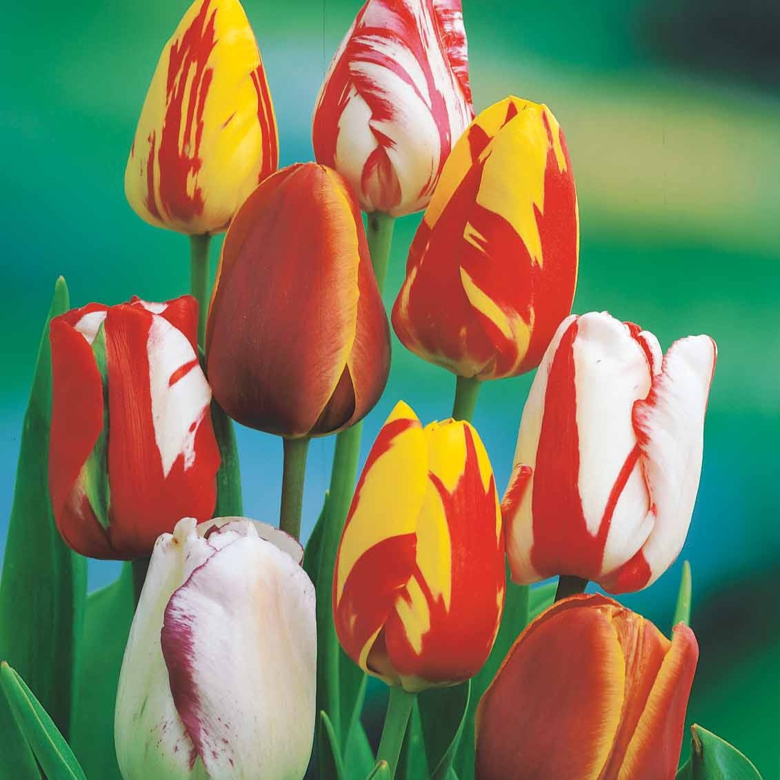 20 Tulipes flammées en mélange - Tulipa - Plantes