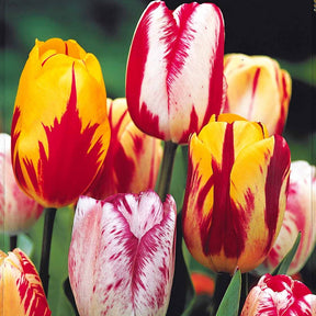 Tulipes flammées en mélange