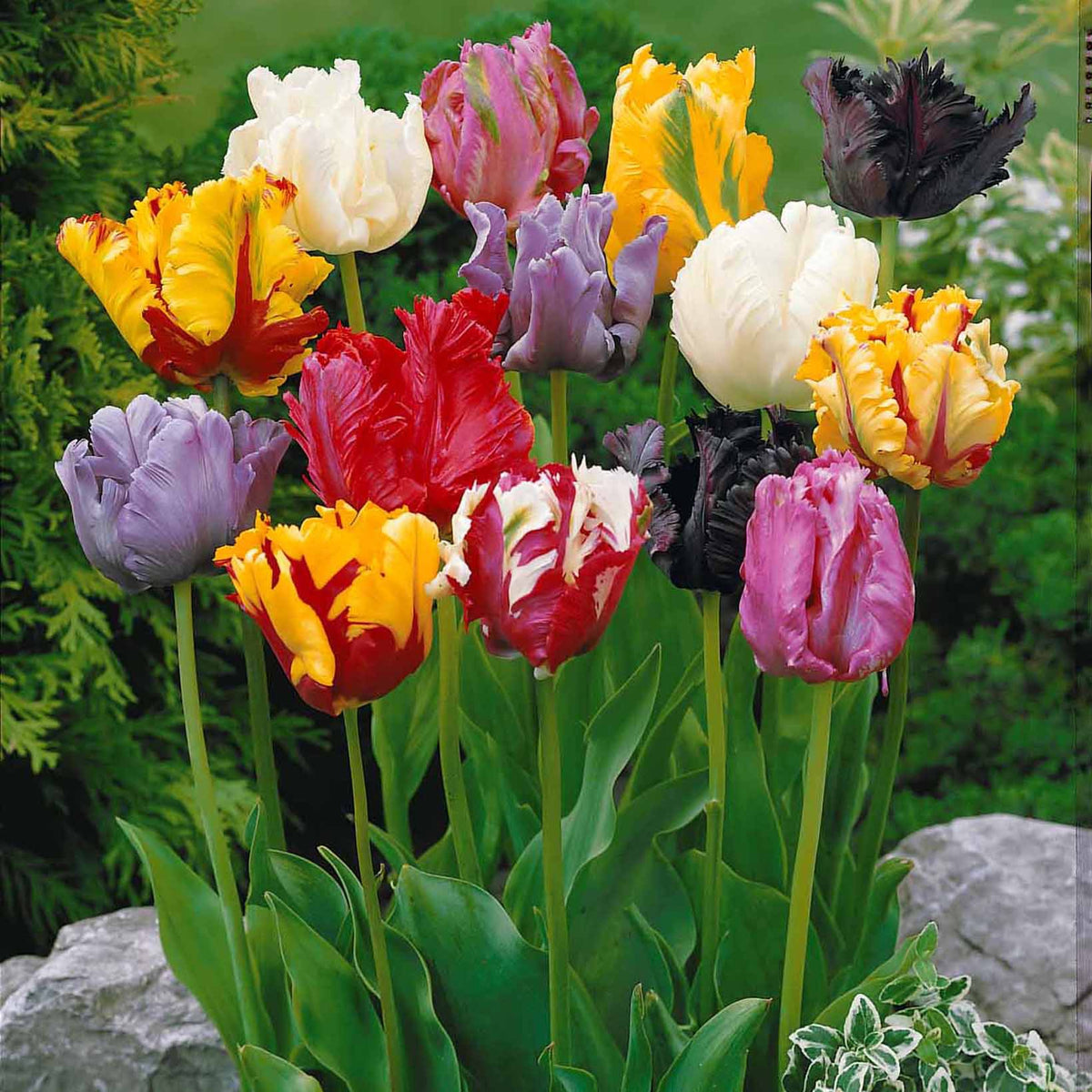 Collection 3 mois de tulipes - Tulipa - Bulbes à fleurs
