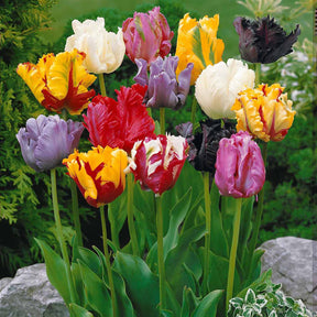 Collection 3 mois de 60 tulipes - Tulipa - Tulipe
