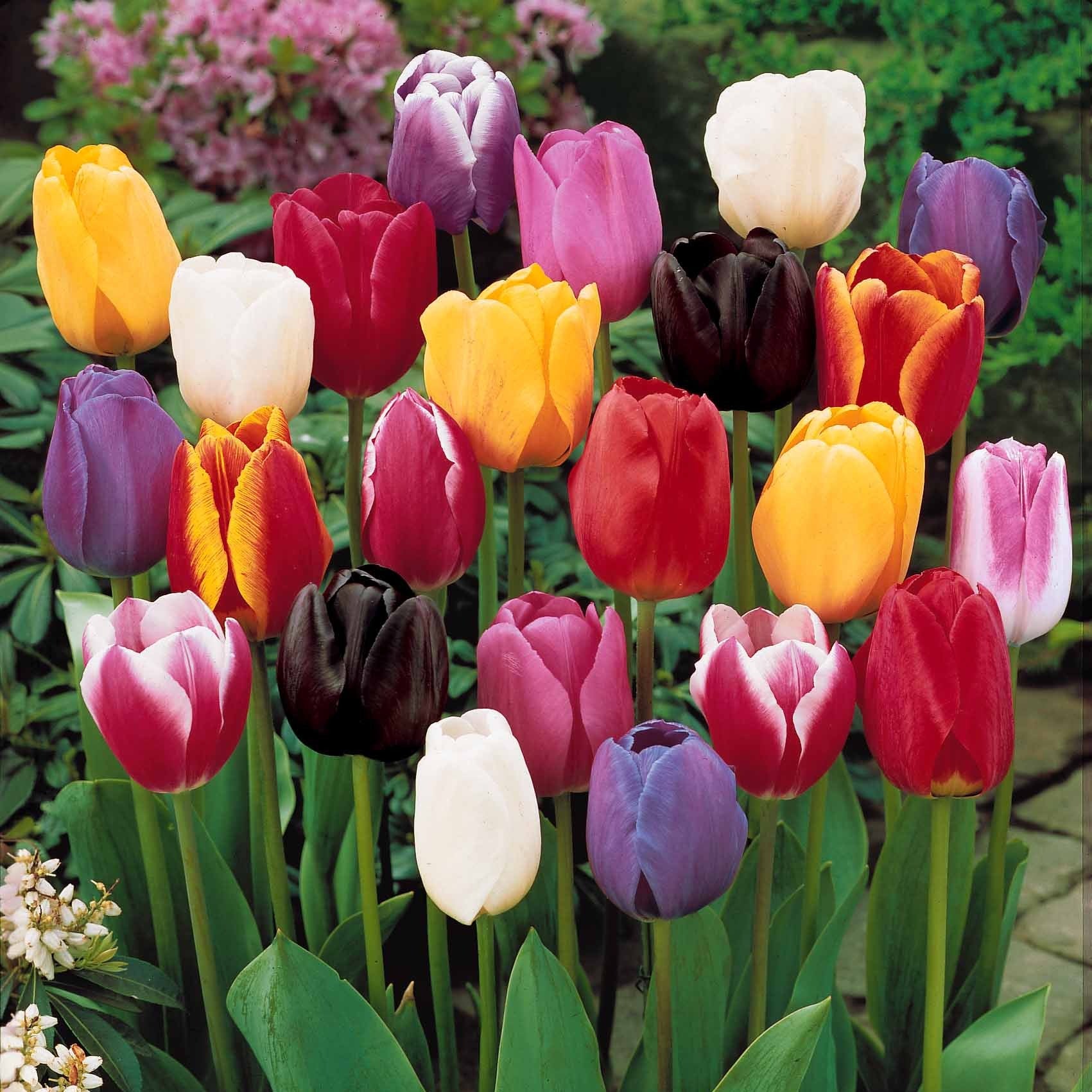 Collection 3 mois de 60 tulipes - Tulipa - Bulbes à fleurs