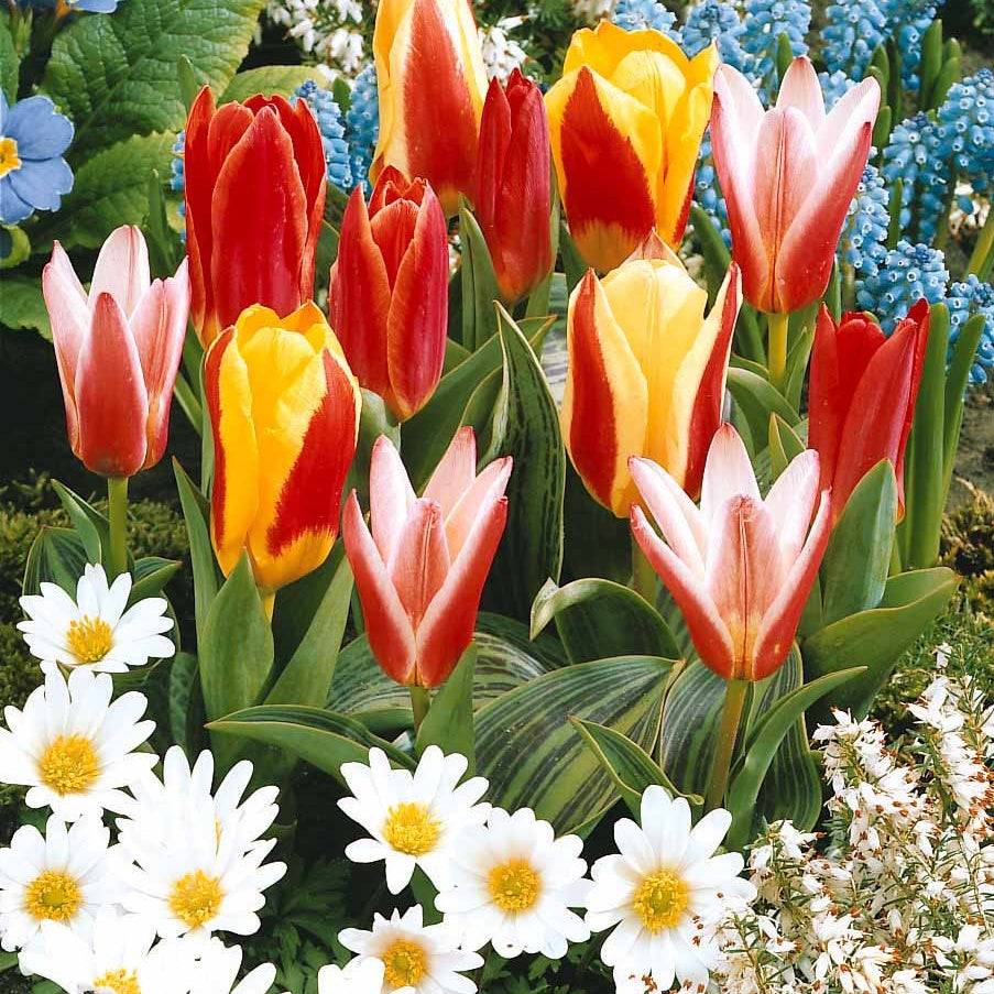 20 Tulipes botaniques en mélange - Tulipa kaufmanniana - Plantes