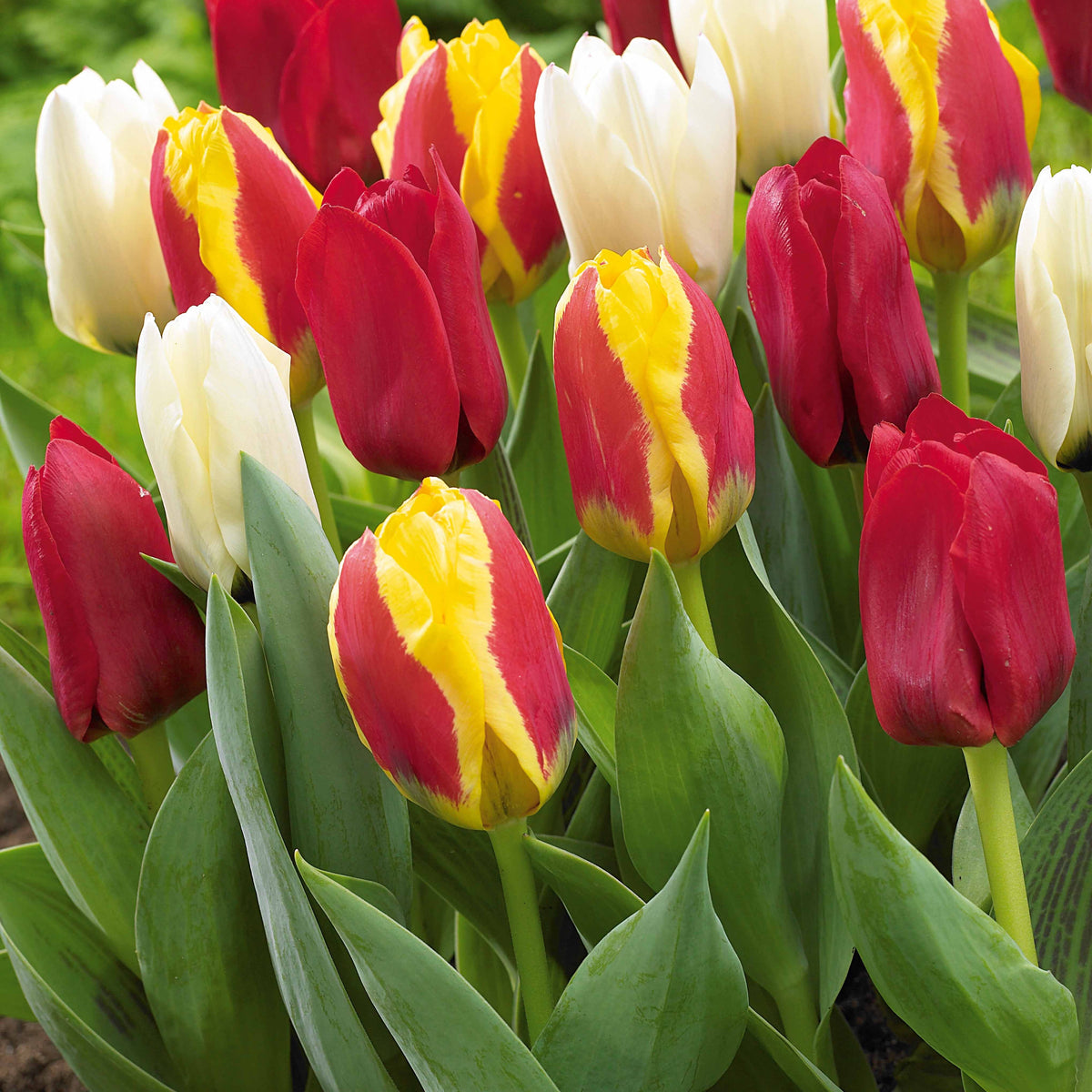 20 Tulipes botaniques en mélange - Tulipa kaufmanniana - Bulbes à fleurs