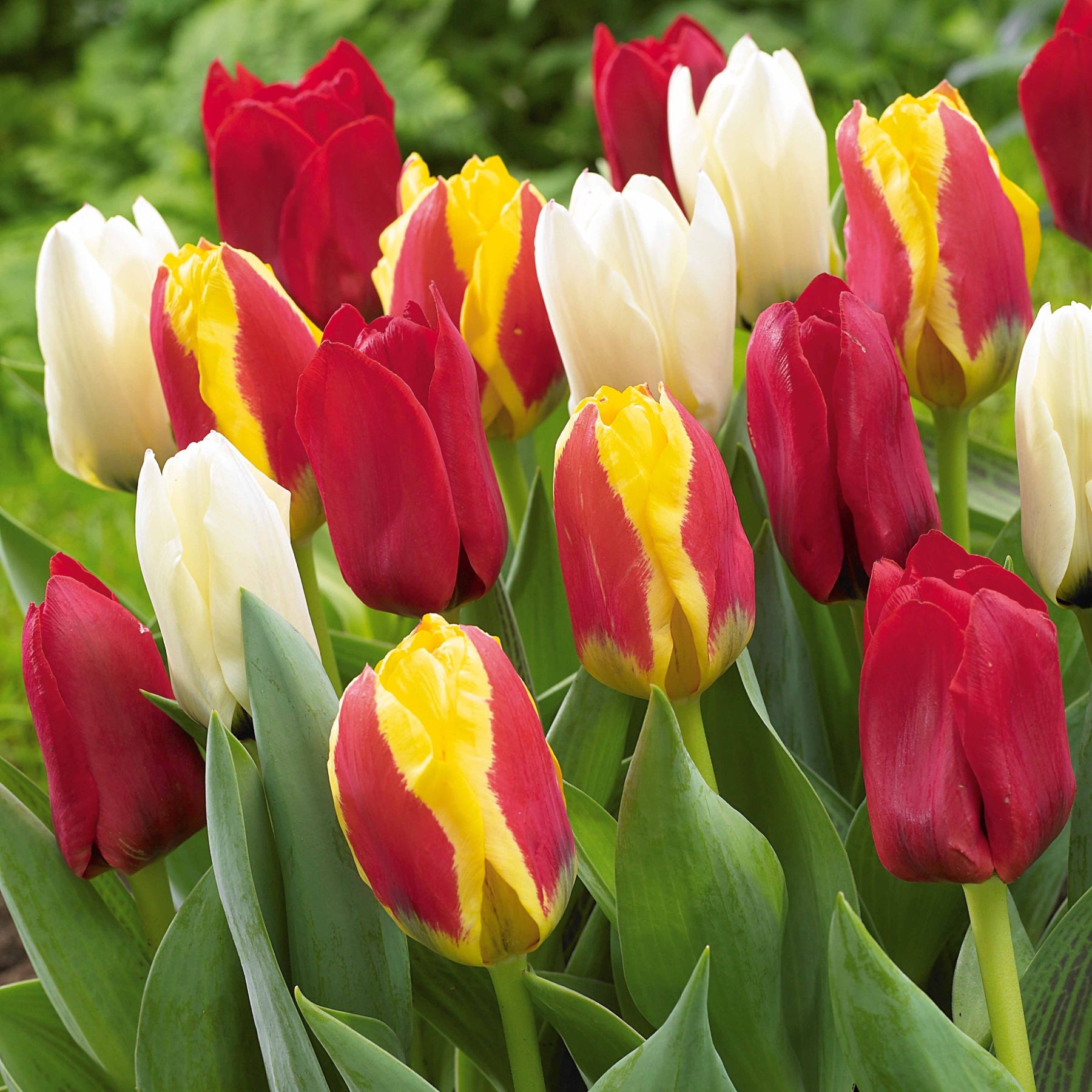 20 Tulipes botaniques en mélange - Tulipa kaufmanniana - Willemse