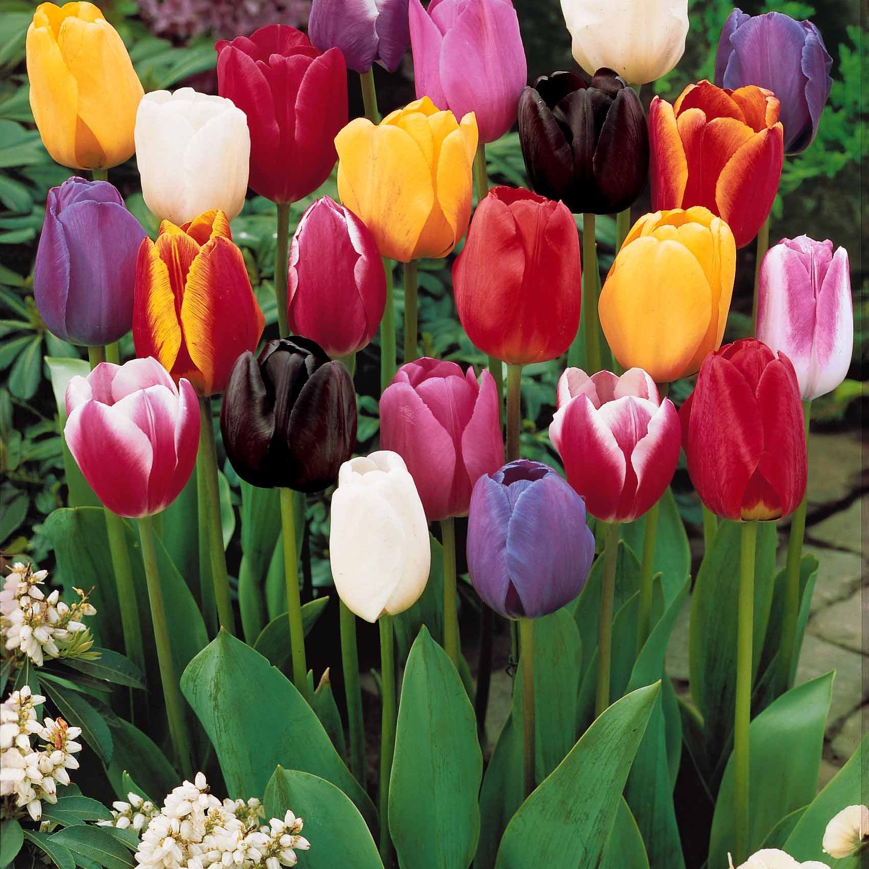20 Tulipes tardives en mélange - Tulipa - Plantes