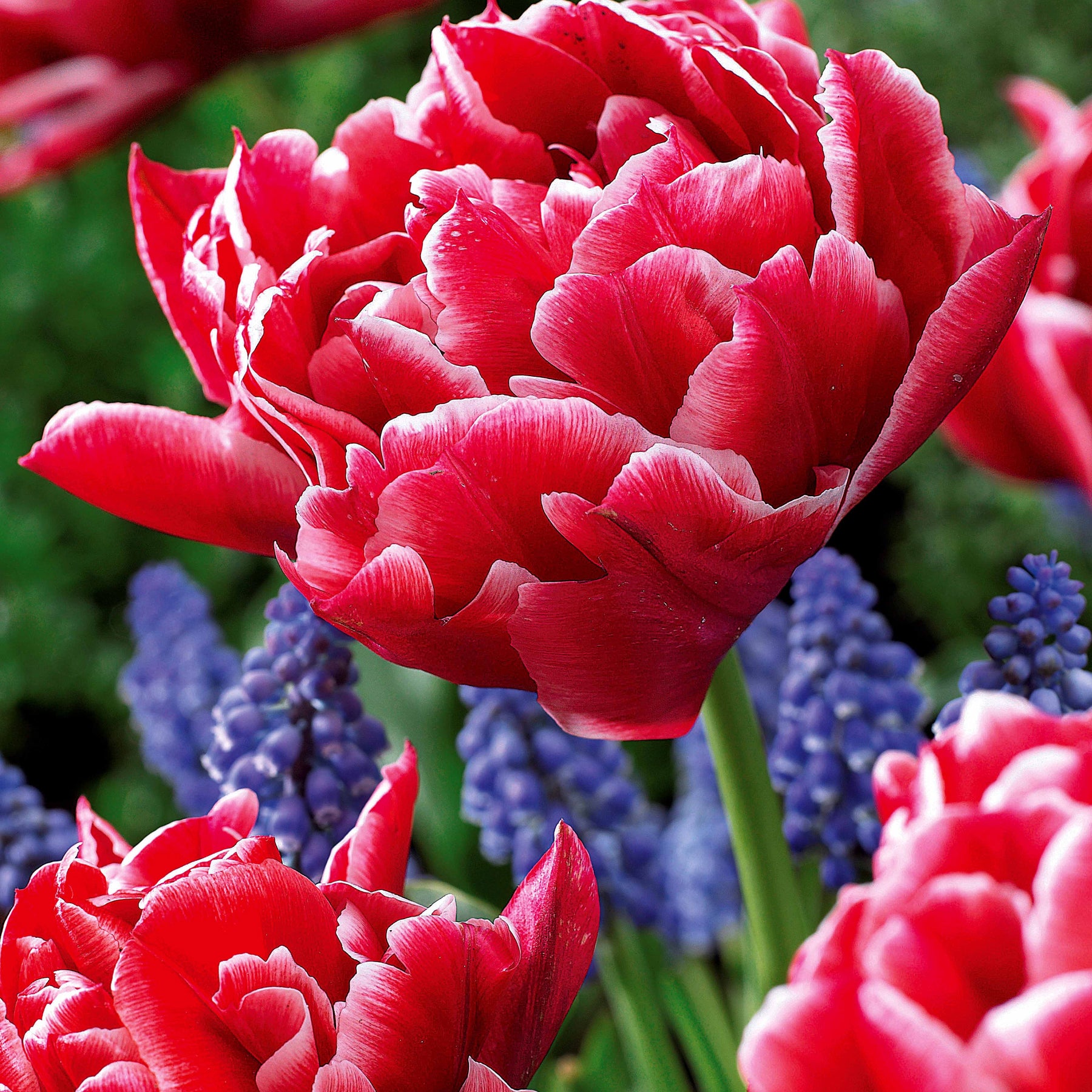Collection de 30 Tulipes doubles Murillo - Tulipa murillo 'willemsoord' 'willem van orange' ' - Bulbes à fleurs