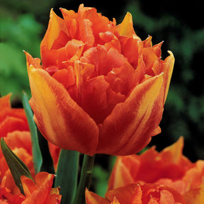 Collection de 30 Tulipes doubles Murillo - Tulipa murillo 'willemsoord' 'willem van orange' ' - Tulipe