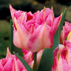 Collection de 30 Tulipes doubles Murillo - Tulipa murillo 'willemsoord' 'willem van orange' '