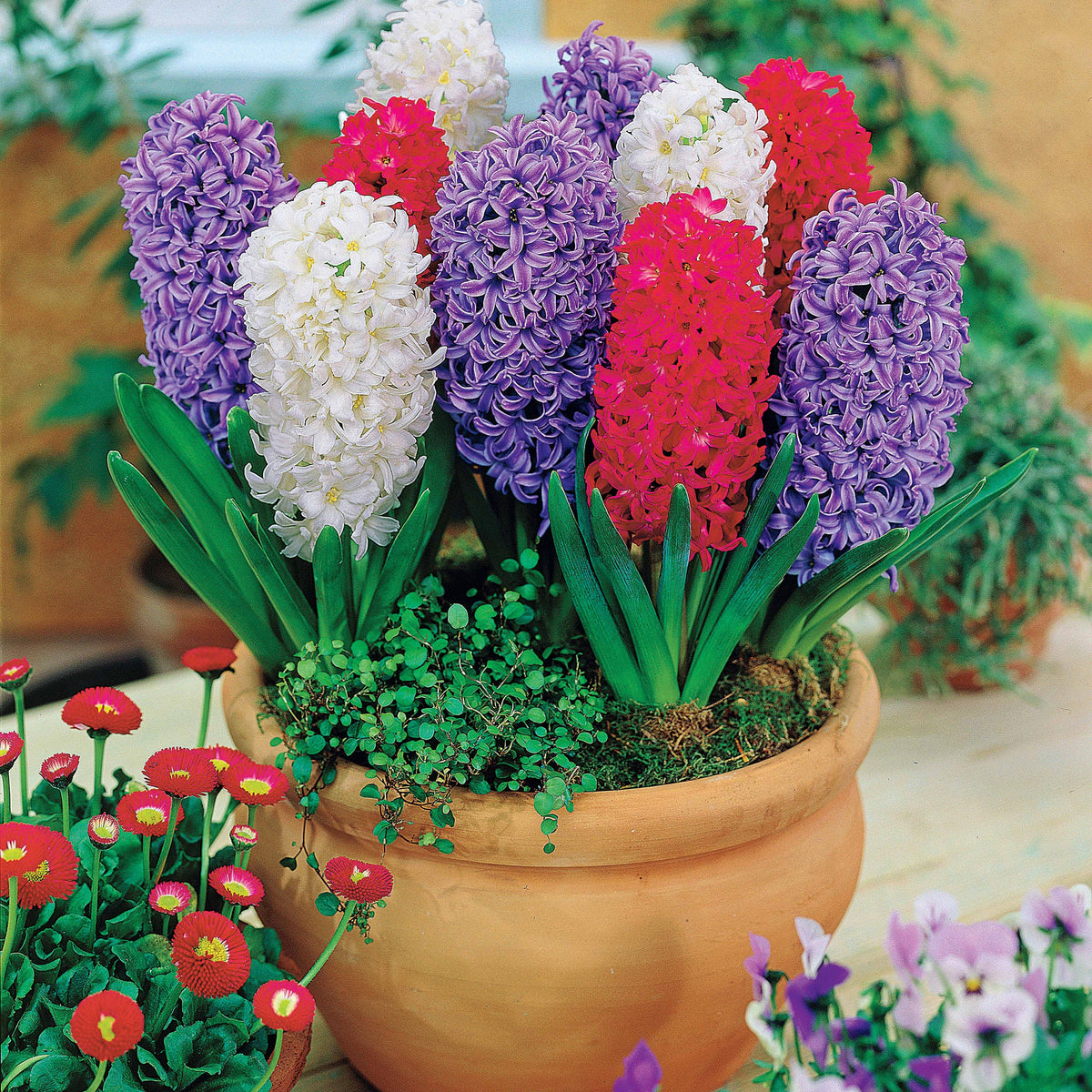 Collection de 9 Jacinthes : Ostara, Jan Bos, Carnegie - Willemse