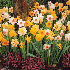 Narcisses en mélange - Narcissus - Bulbes à fleurs