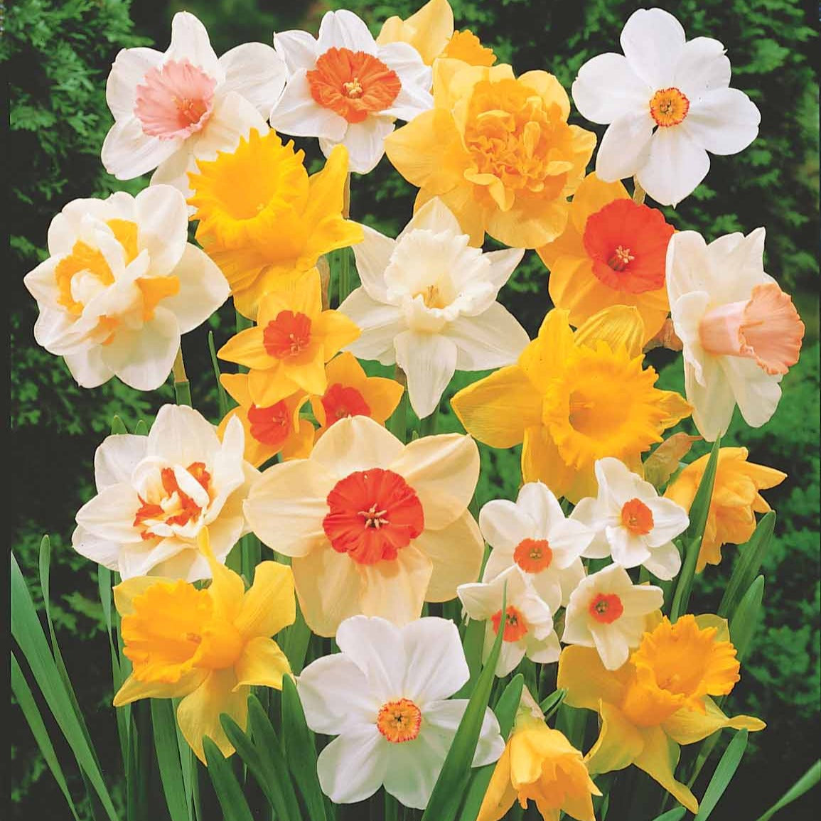 Narcisses en mélange - Narcissus - Plantes