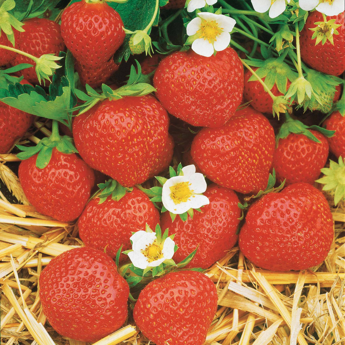 Collection de 60 fraises de 6 mois : Mara des Bois, Maestro, Gariguette - Fragaria 'mara des bois', 'maestro', 'gariguette' - Plantes