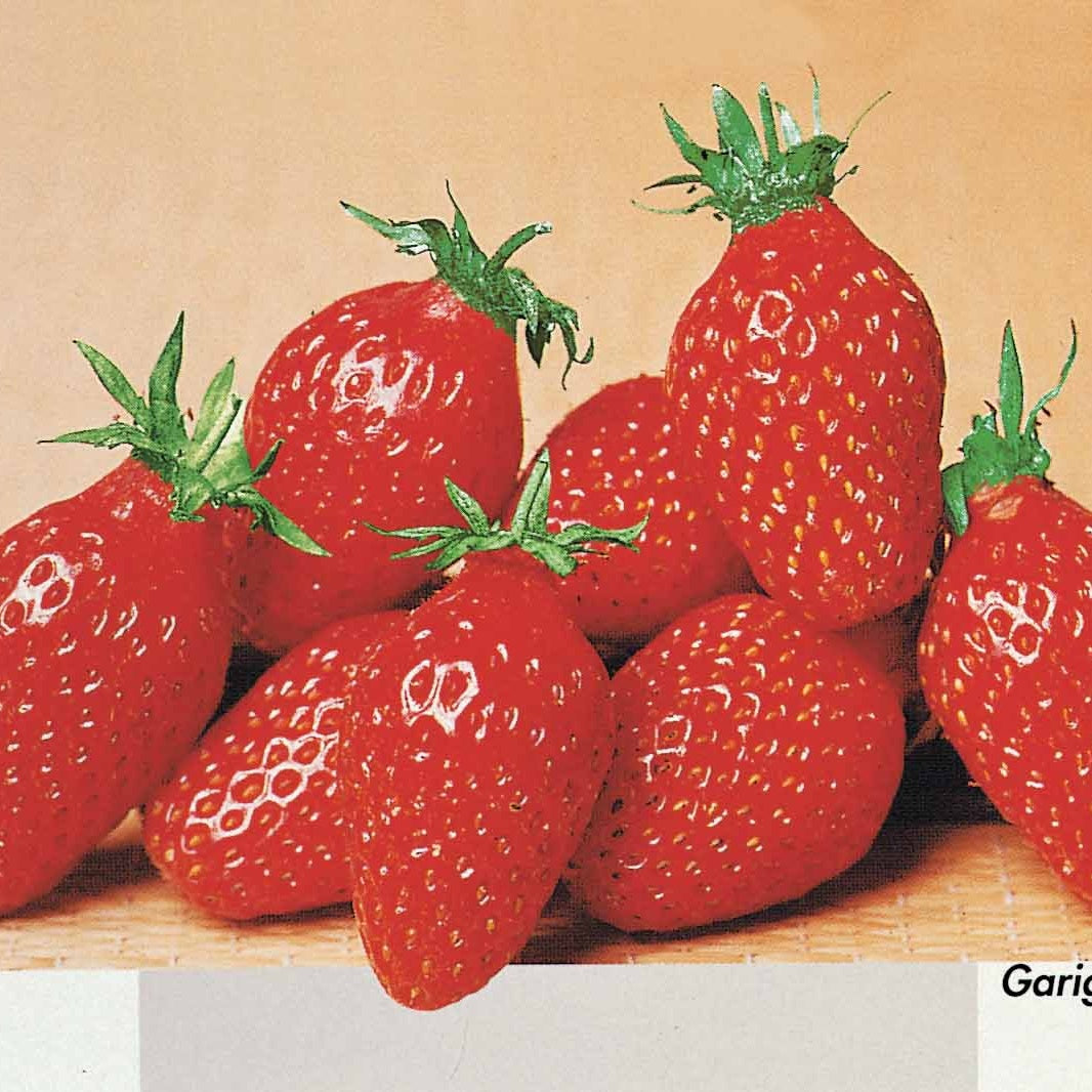 Collection de 60 fraises de 6 mois : Mara des Bois, Maestro, Gariguette - Fragaria 'mara des bois', 'maestro', 'gariguette' - Collections de fruitiers
