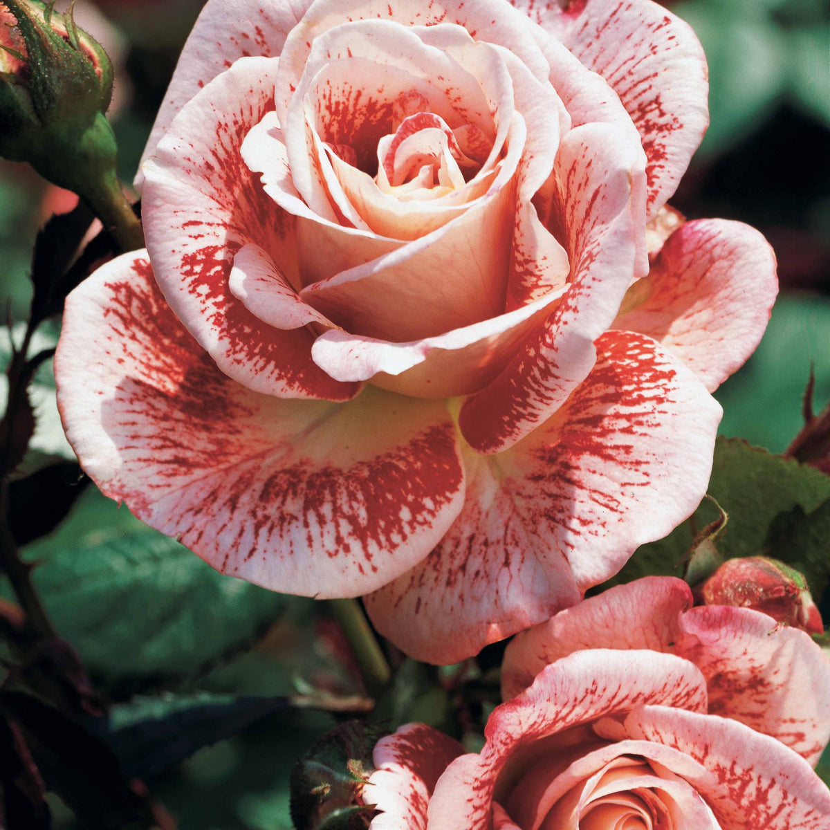 Collection de Rosiers buissons : Famosa, Whisky, Double Delight - Rosa 'famosa', 'whisky', 'double delight' - Rosiers