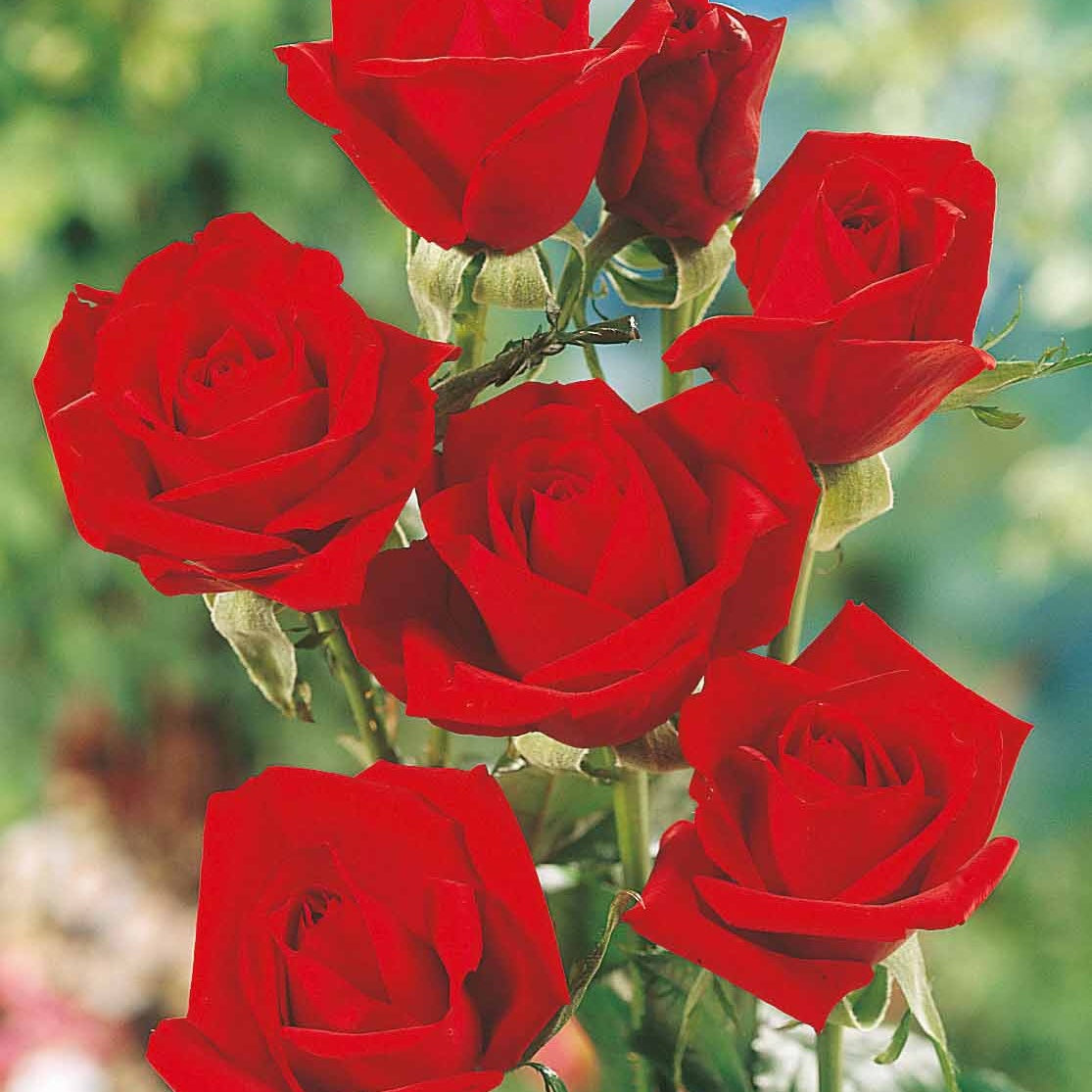 Collection de Rosiers pour bouquets - Rosa 'hadangel', 'oklahoma', 'pink perfume', 'oran - Rosiers
