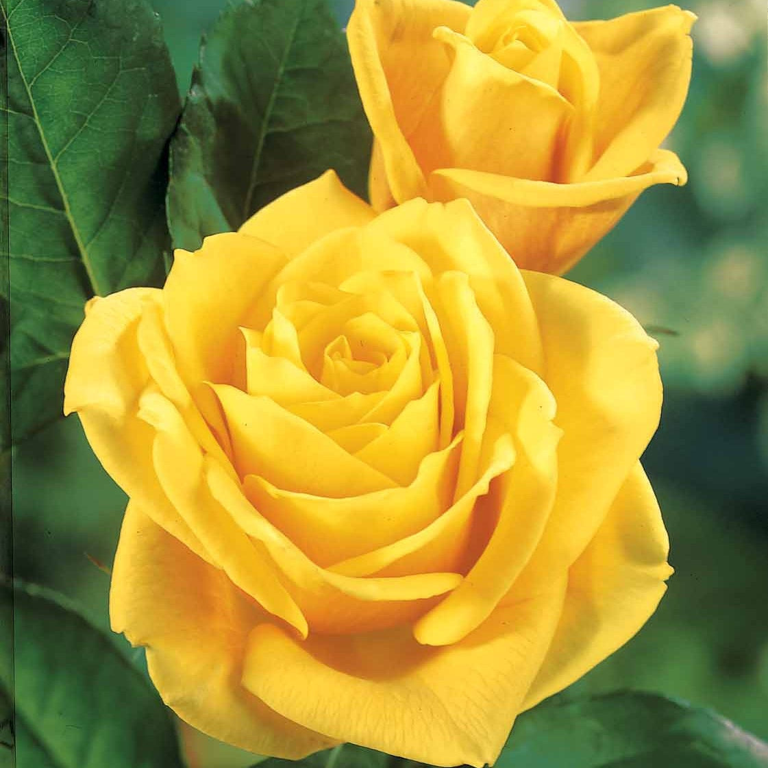 Collection de Rosiers pour bouquets - Rosa 'hadangel', 'oklahoma', 'pink perfume', 'oran