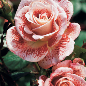 Collection de 3 Rosiers buissons : Osiria, Famosa, Double Delight - Rosa 'osiria', 'famosa','double delight' - Rosiers