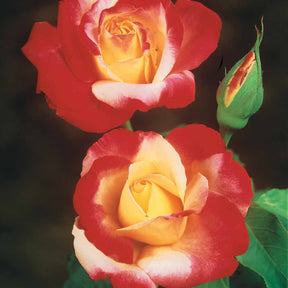 Collection de 3 Rosiers buissons : Osiria, Famosa, Double Delight - Rosa 'osiria', 'famosa','double delight' - Collections de rosiers