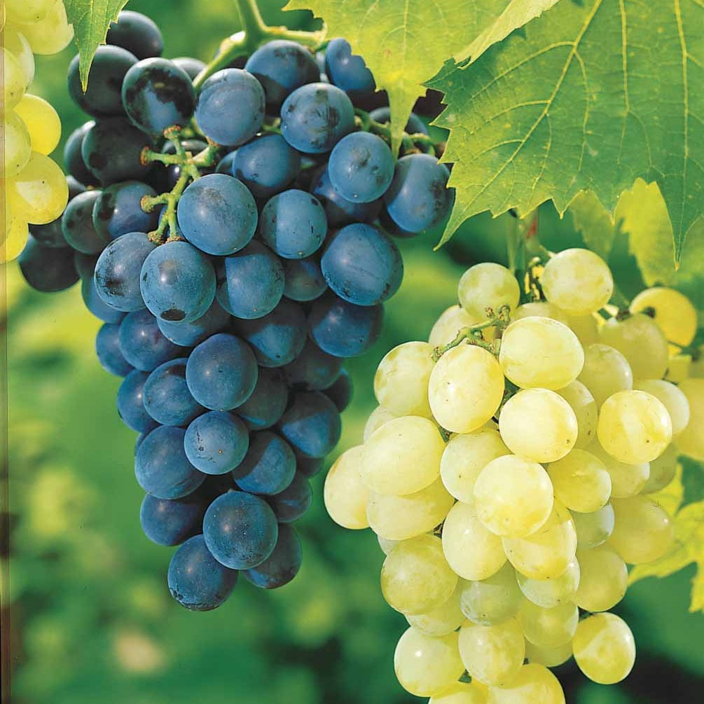 Collection de 2 Vignes : Muscat de Hambourg et Chasselas de Fontainebleau - Vitis vinifera - Plantes