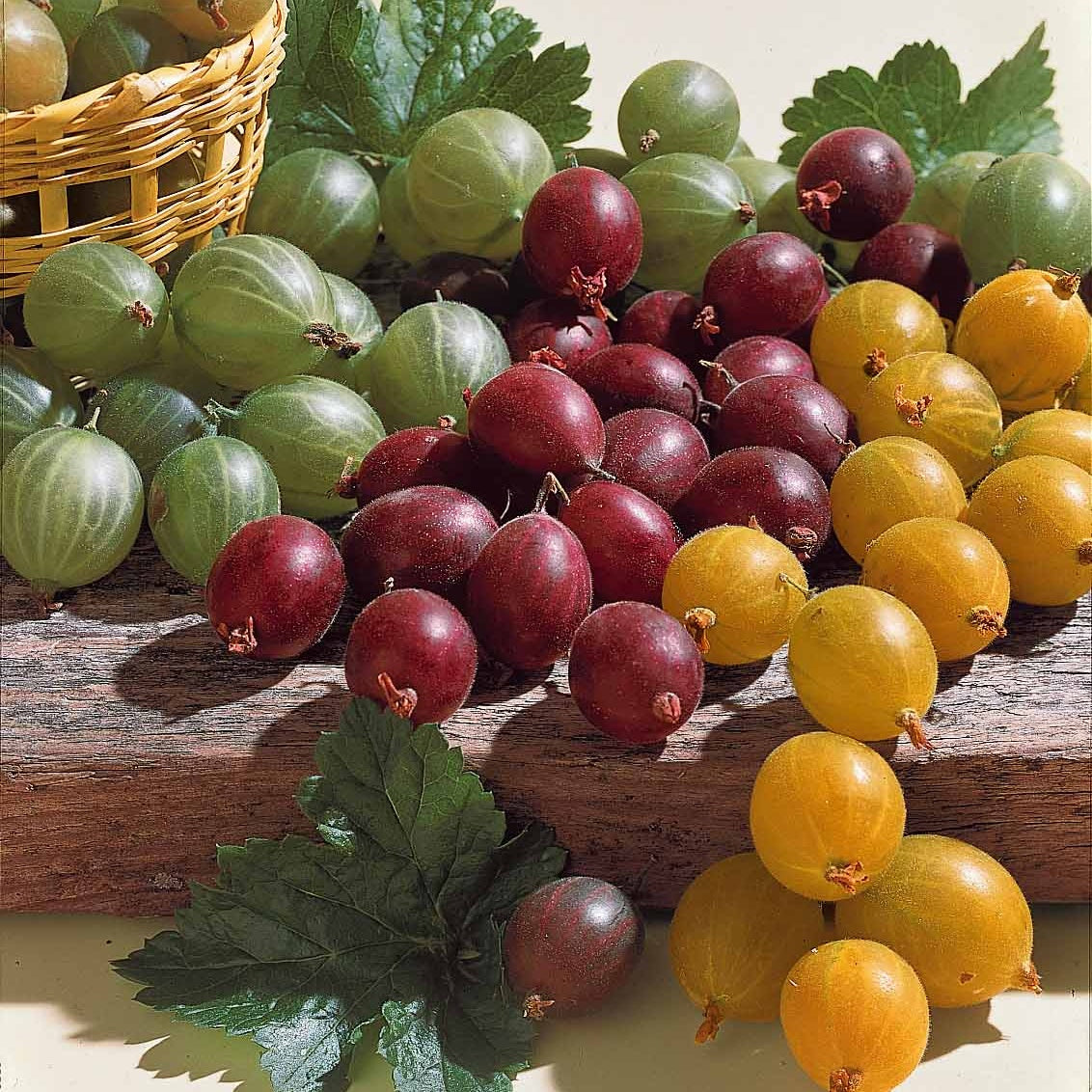 Collection de groseilliers à maquereaux - Ribes uva-crispa winhams industry, anglaise blanch - Plantes
