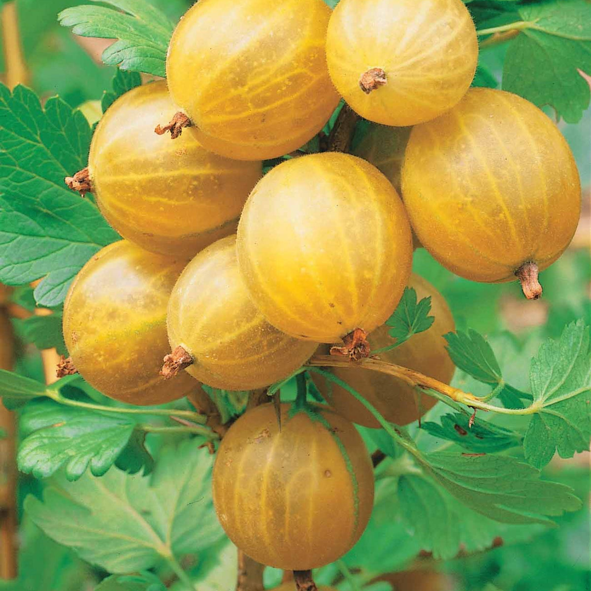 Collection de groseilliers à maquereaux - Ribes uva-crispa winhams industry, anglaise blanch - Fruitiers Arbres et arbustes