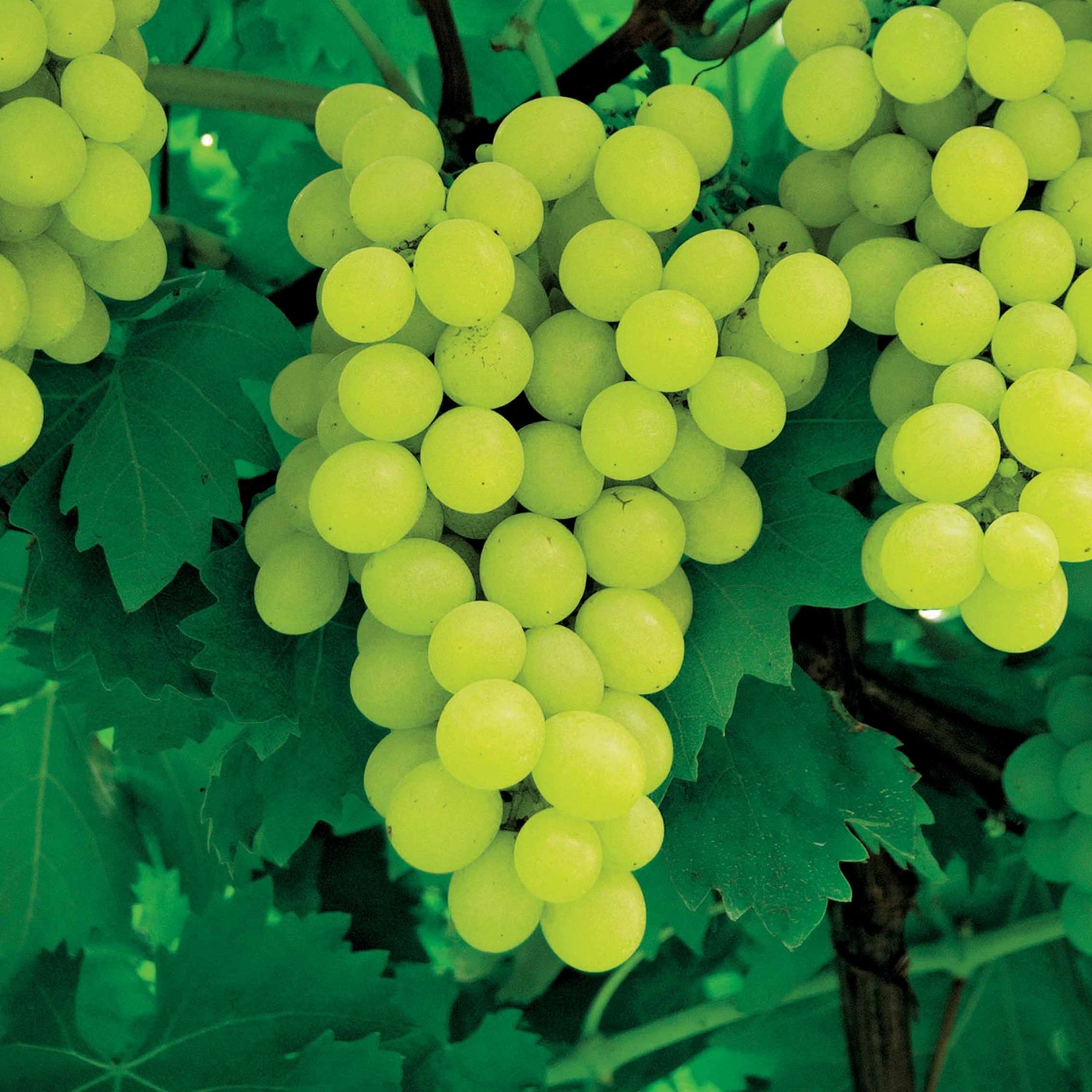 Collection de 4 vignes - Vitis vinifera - Plantes