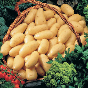 Collection de 80 pommes de terre : Amandine, Jeannette, Blanche - Solanum tuberosum 'amandine', 'jeannette', 'blanche' - Willemse