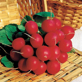 Collection de Radis - Collection 3 radis - Graines de fruits et légumes