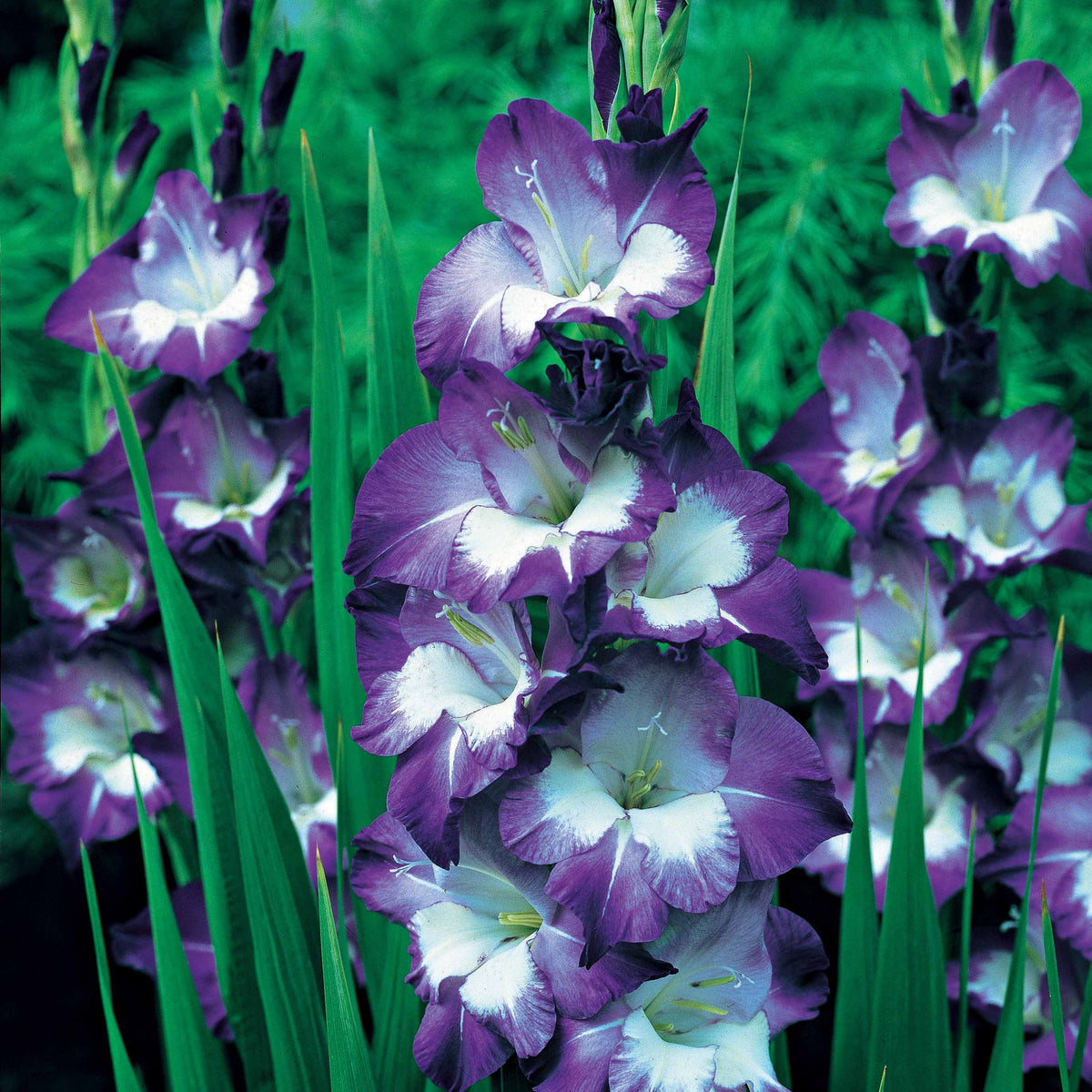 50 Glaïeuls pour un jardin multicolore en mélange - Gladiolus 'nori', 'green star', 'manteca', after s - Willemse