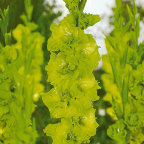 Glaïeul - 50 Glaïeuls pour un jardin multicolore en mélange - Gladiolus 'nori', 'green star', 'manteca', after s