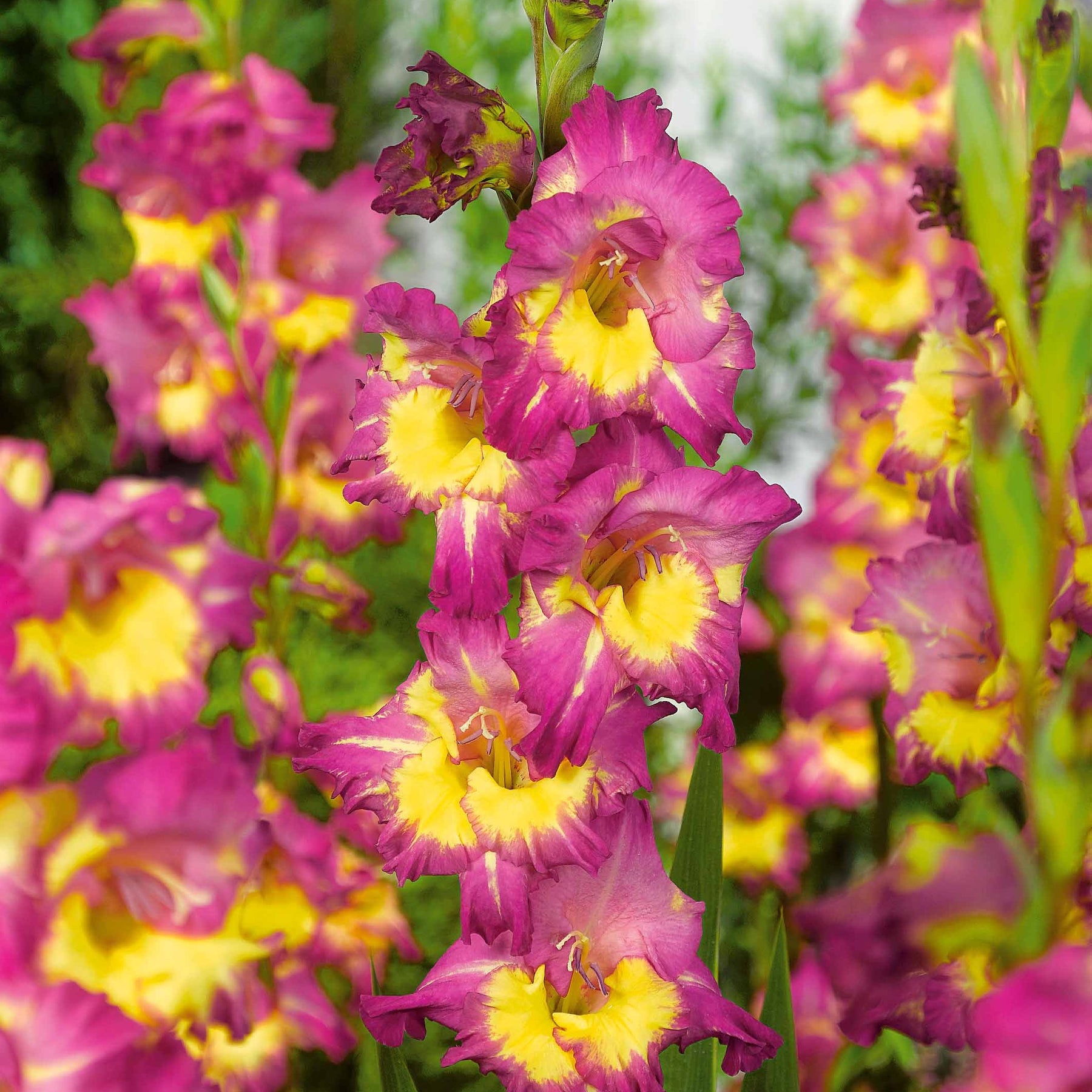 Vente 50 Glaïeuls pour un jardin multicolore en mélange - Gladiolus 'nori', 'green star', 'manteca', after s