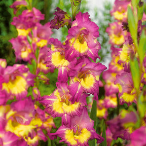 Vente 50 Glaïeuls pour un jardin multicolore en mélange - Gladiolus 'nori', 'green star', 'manteca', after s