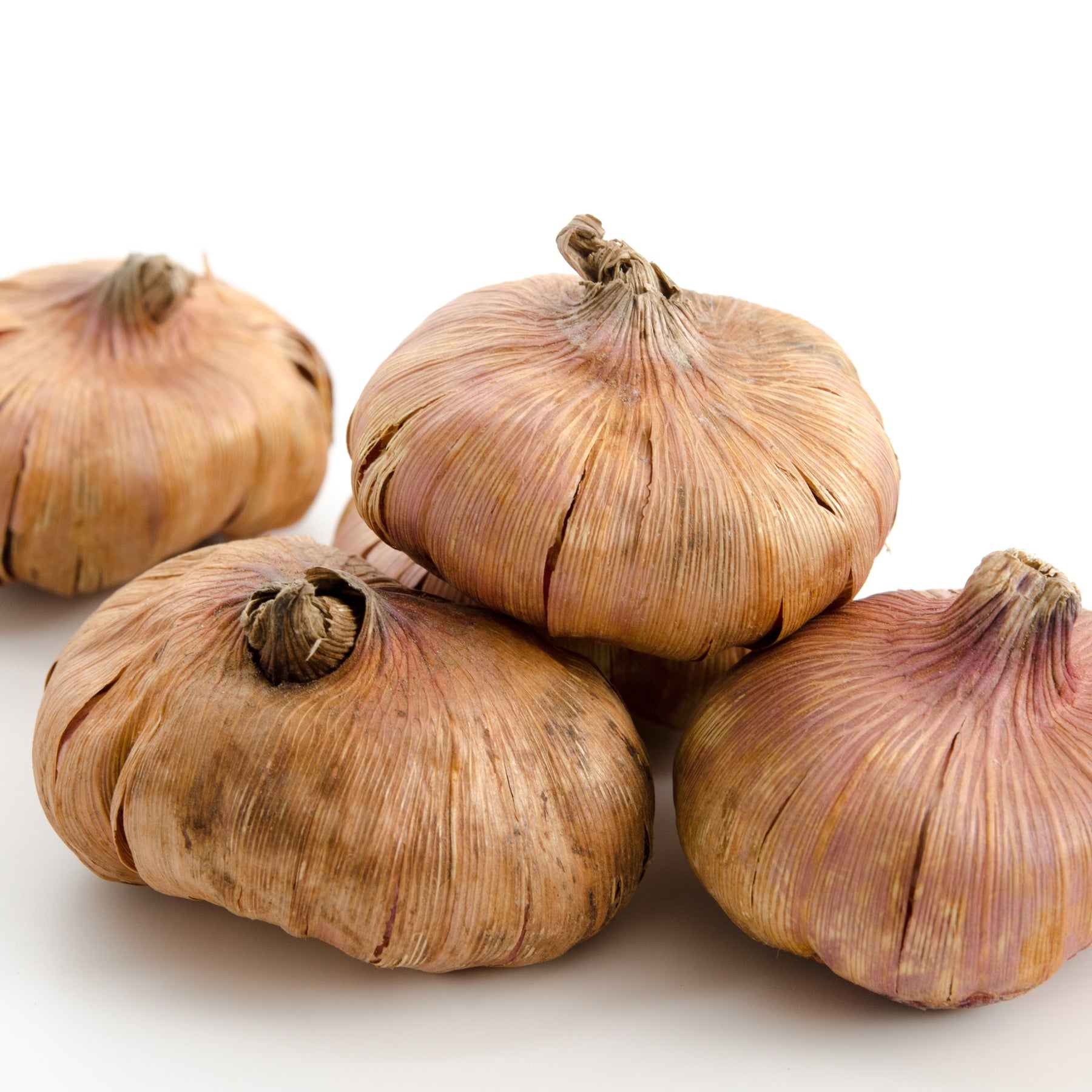 50 Glaïeuls pour un jardin multicolore en mélange - Glaïeul - Willemse