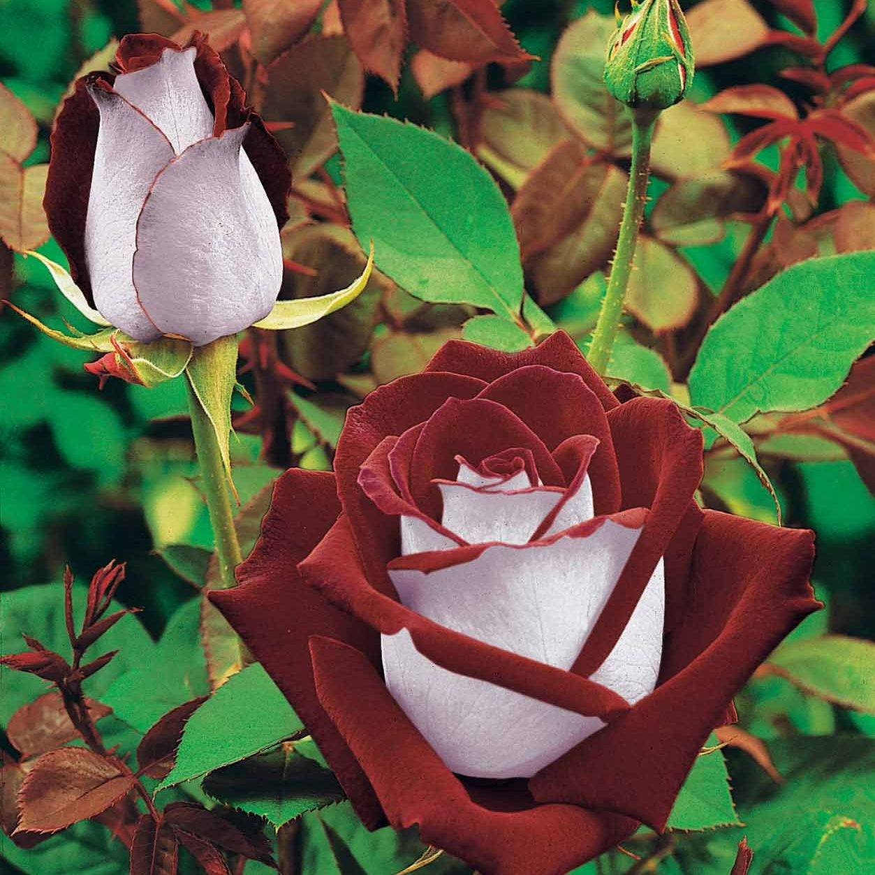 Collection de 7 Rosiers buissons - Rosa Osiria, Malaga, Blue moon, La magie du Parfum, Whisky, Famosa, Double Delight - Plantes
