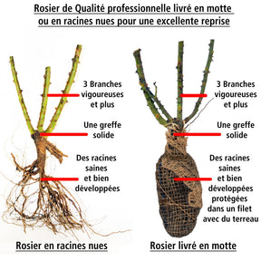 Vente Collections de rosiers - Collection de 7 Rosiers buissons