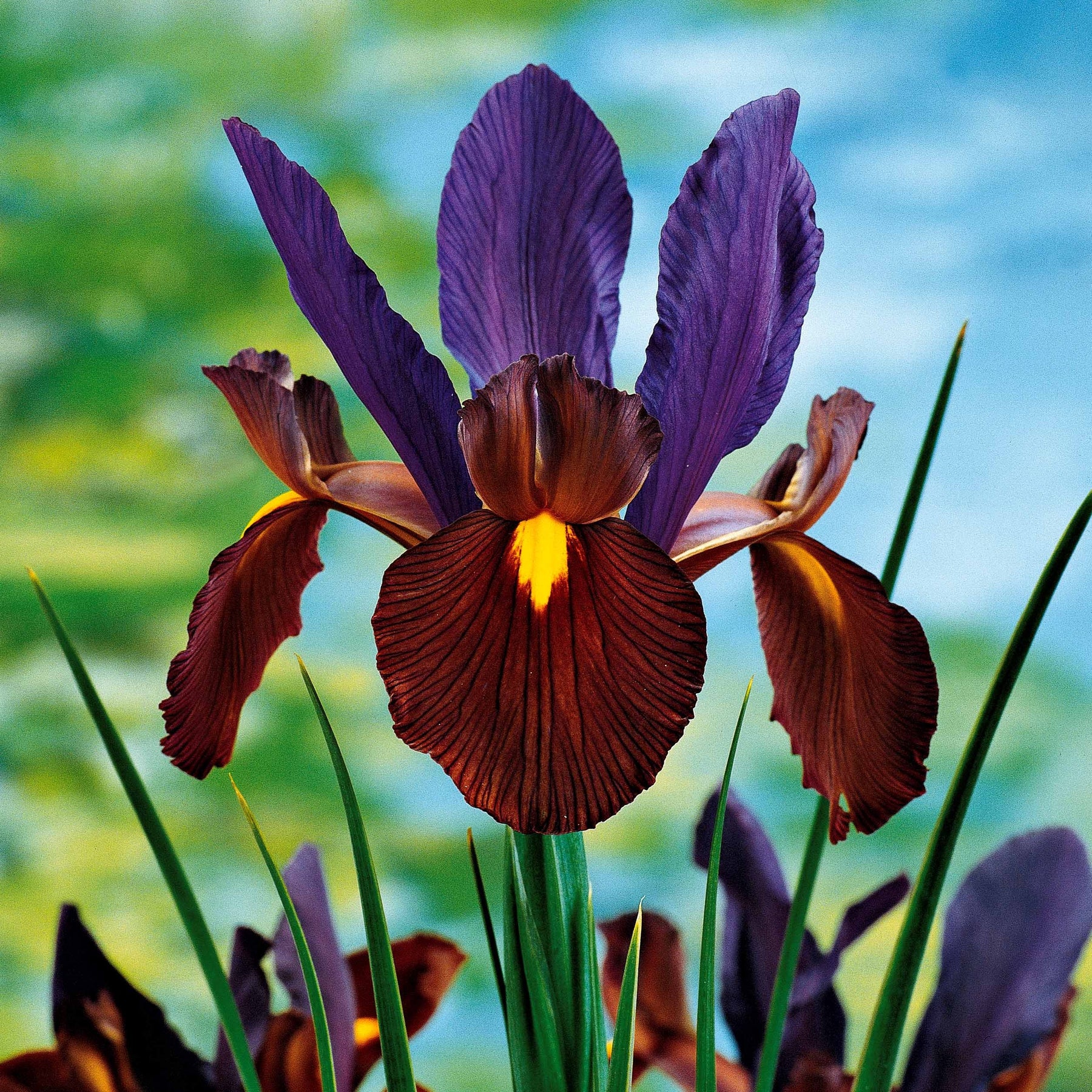 40 Iris de Hollande colorés en mélange - Iris hollandica frans hals, rosario, tiger eyes, b - Iris