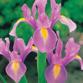 40 Iris de Hollande colorés en mélange - Iris hollandica frans hals, rosario, tiger eyes, b