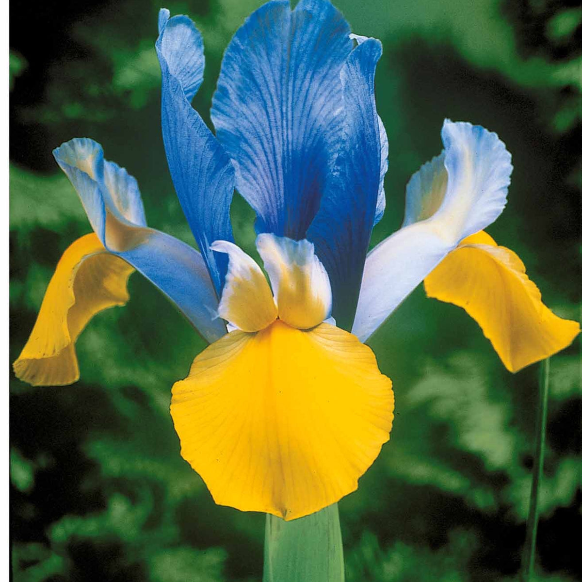 40 Iris de Hollande colorés en mélange - Iris hollandica frans hals, rosario, tiger eyes, b - Bulbes à fleurs