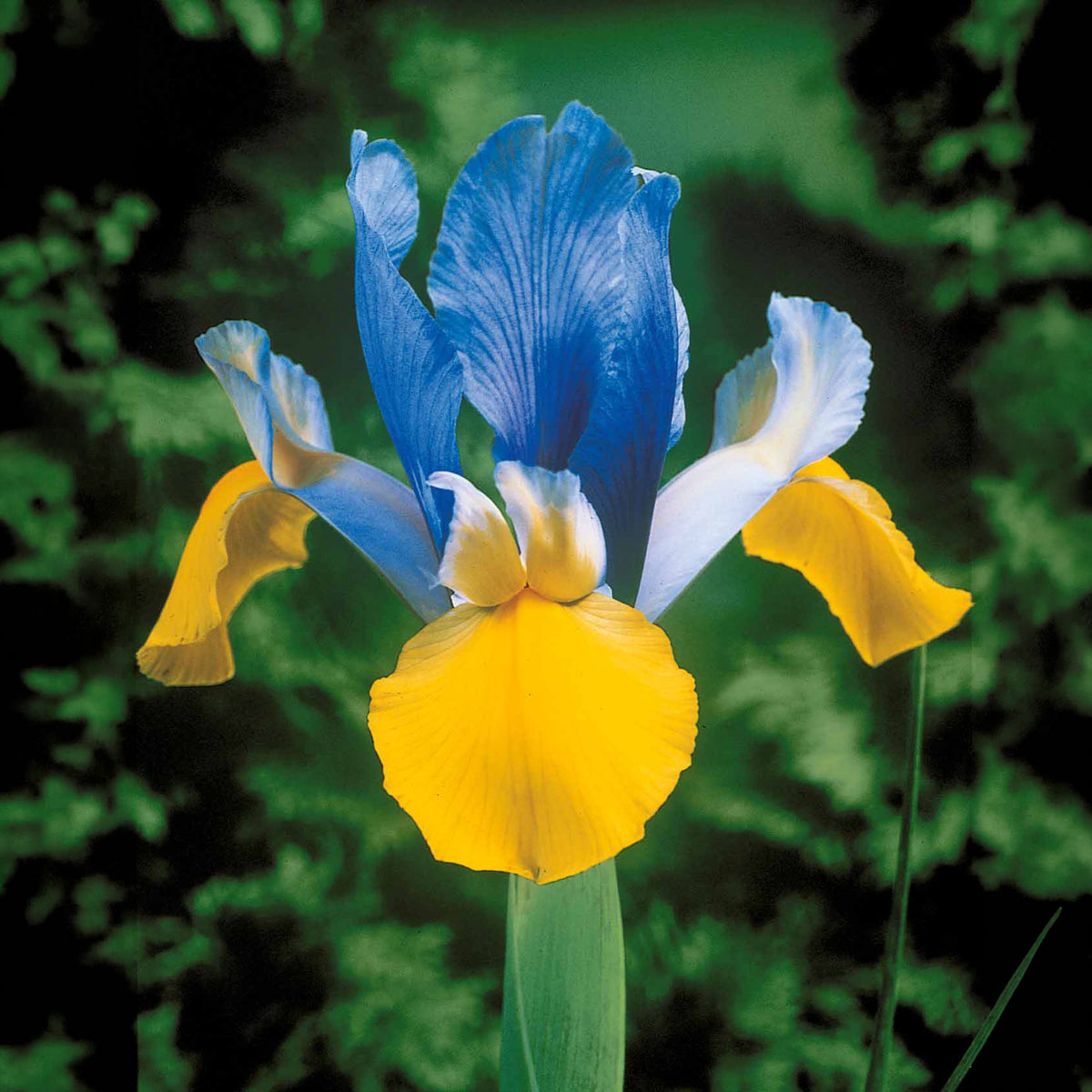 40 Iris de Hollande colorés en mélange