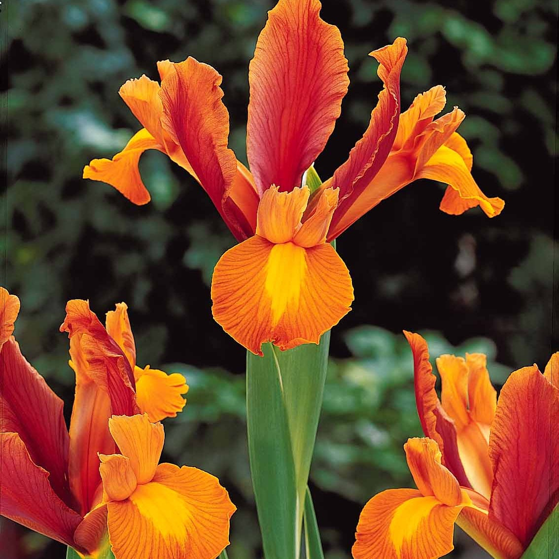 40 Iris de Hollande colorés en mélange - Iris hollandica frans hals, rosario, tiger eyes, b