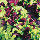 Laitues à petites feuilles en mélange - Willemse